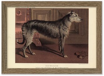 Картина 30х21 в раме, "Шотландский дирхаунд" из книги собак 1881 г.