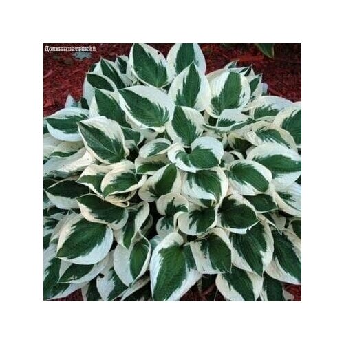 Хоста Патриот (1 корневище в горшке р9). Szkolka roslin A.M (Польша)