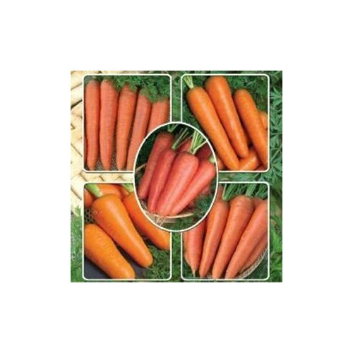 Семена растения Морковь Семь красавиц для девочек семь русских красавиц