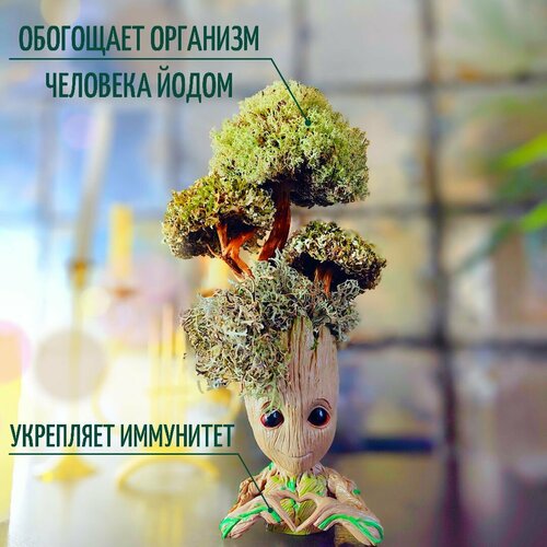 Грут цетрария игрушка интерьерная