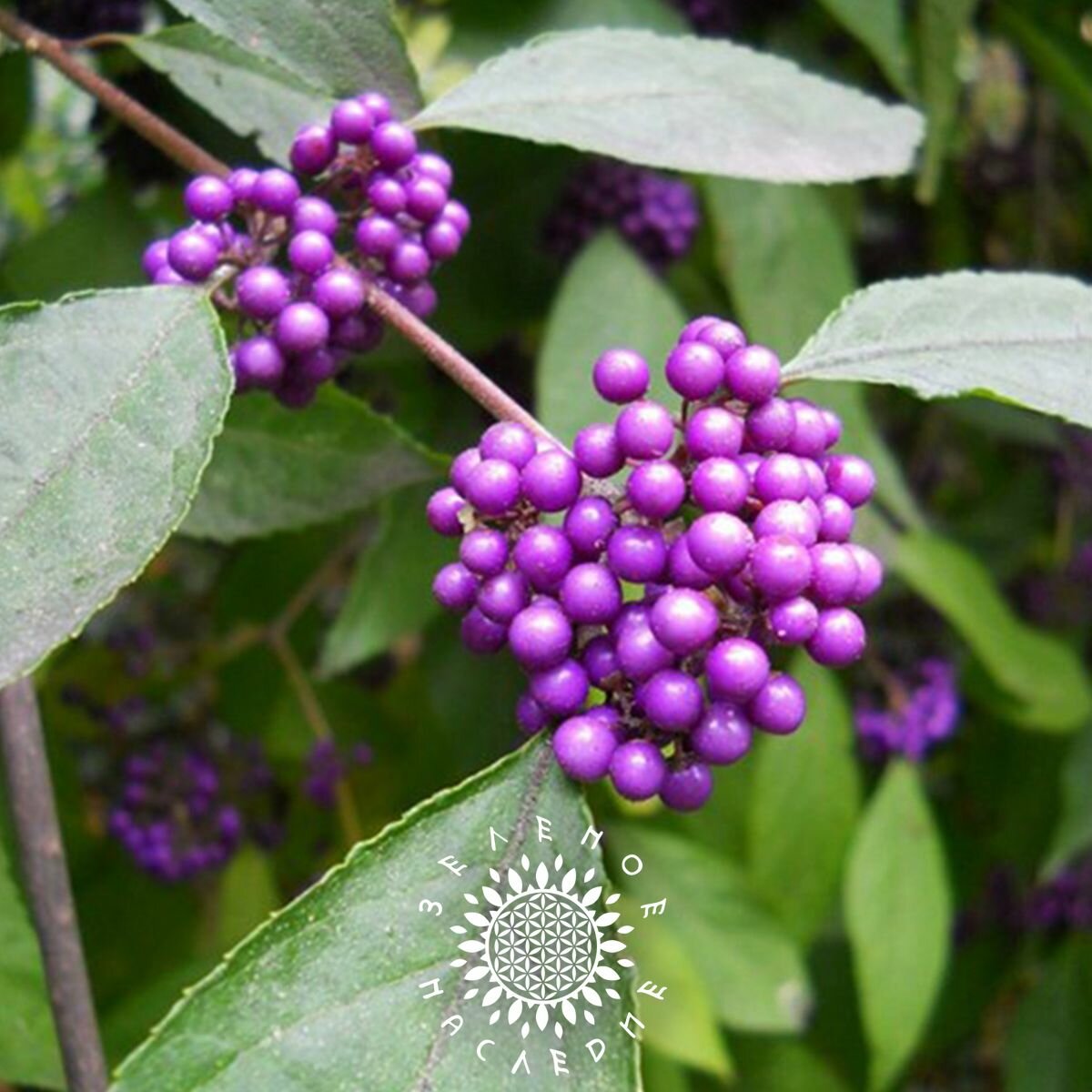 Семена Красивоплодник японский (лат. Callicarpa japonica) 15шт
