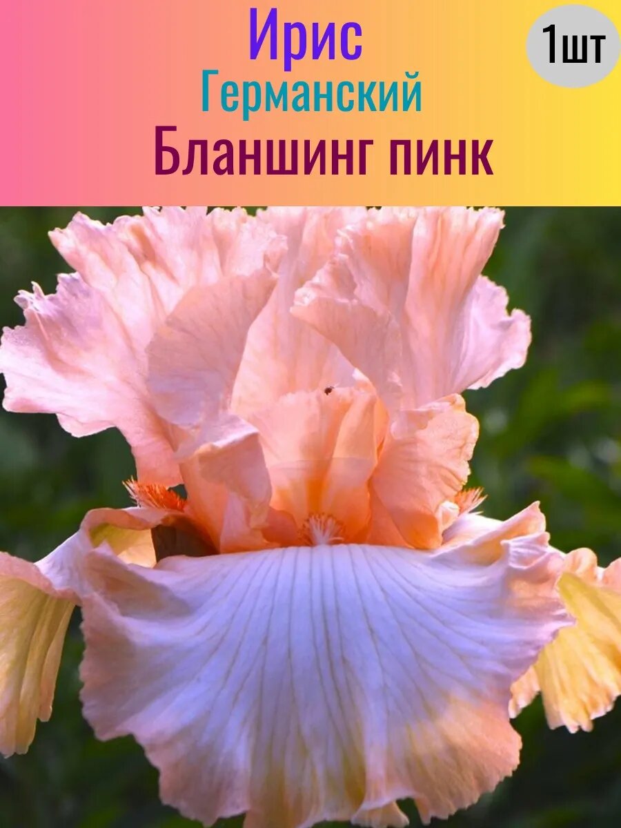Ирис корневой 1 штука