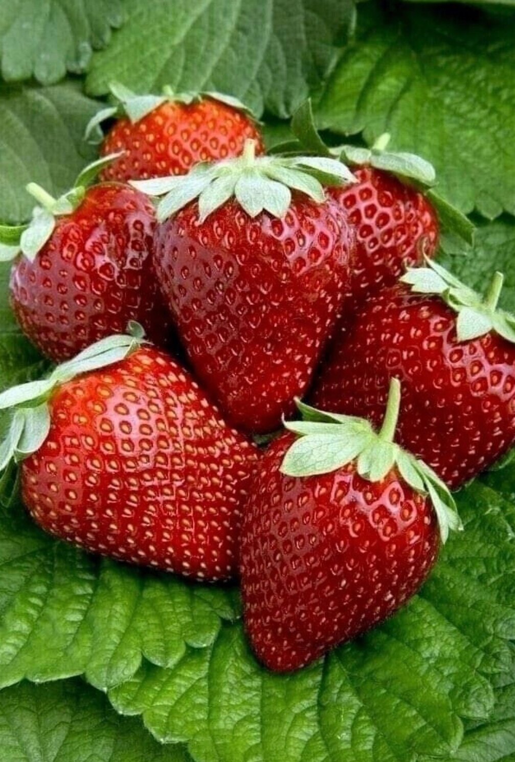 Клубника Дебют