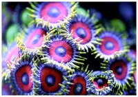 Алмазная мозаика Яркие Грани "Кораллы" (DS029), размер 50х35см, 57 цветов
