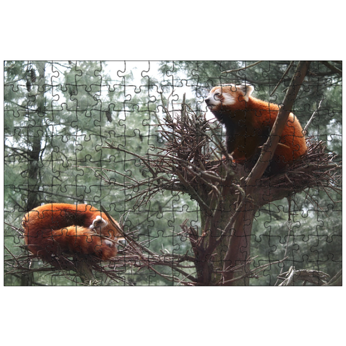 фото Магнитный пазл 27x18см."красная панда, панда, зоопарк центрального парка" на холодильник lotsprints
