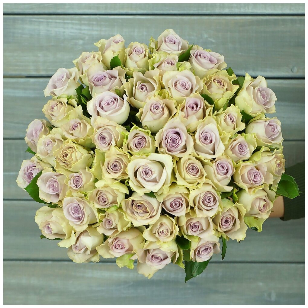 Букет живых цветов из 51 зелено-фиолетовая роза 40см