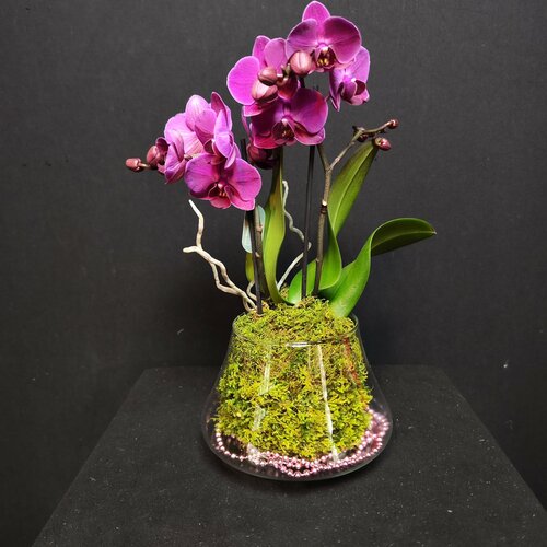 Орхидея фаленопсис в стеклянной вазе темно-фиолетовая 3500₽