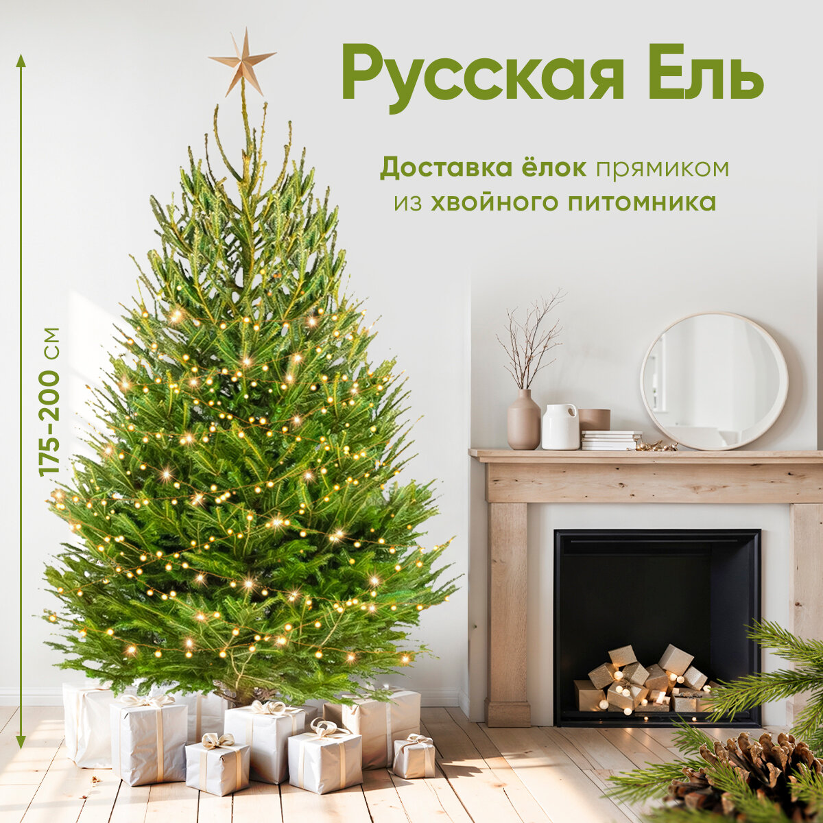 Живая елка PREMIUM Русская новогодняя ель 175-200 см из питомника