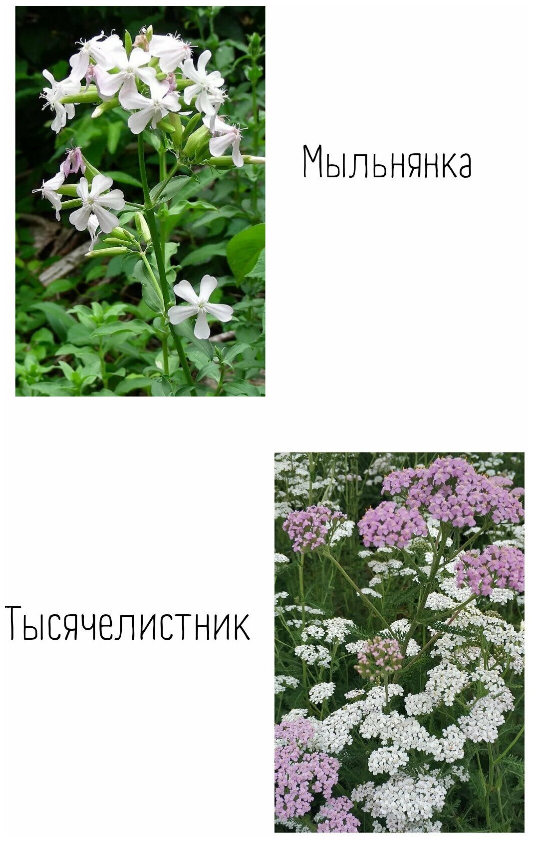 Семена. Мавританский газон "Летняя сказка" (вес: 30 г) Аэлита - фото №6