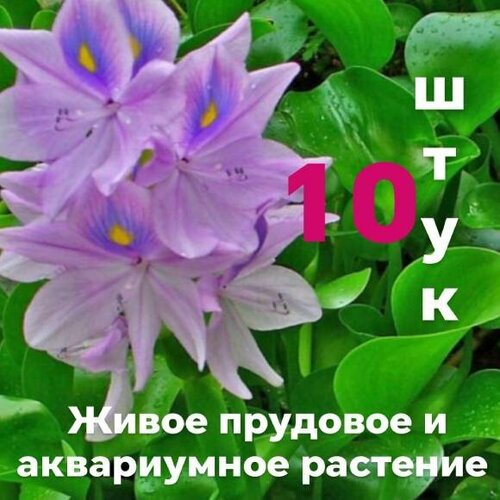 Водяной гиацинт 10 штук (Эйхорния отличная или толстоножковая). Живое аквариумное и прудовое растение