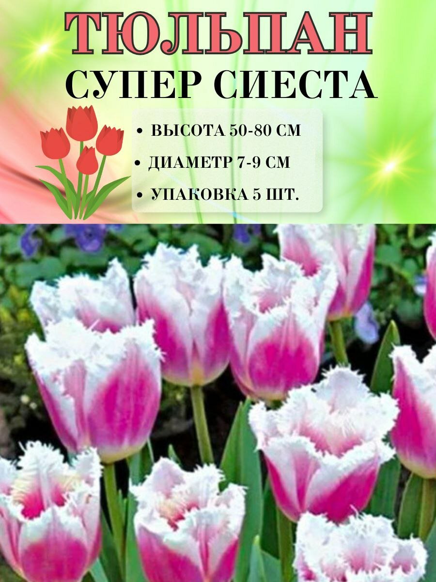 Тюльпан Супер Сиеста, луковицы, 5штук