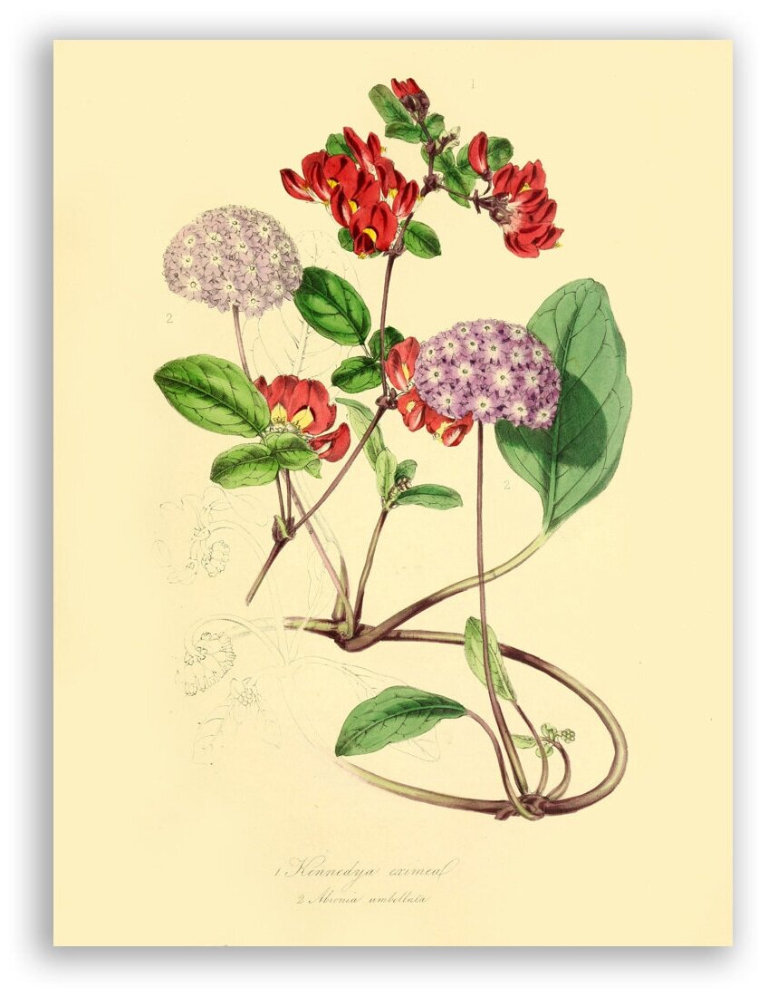 Гравюра Постер на бумаге / Kennedya Eximia, Abronia Umbellata