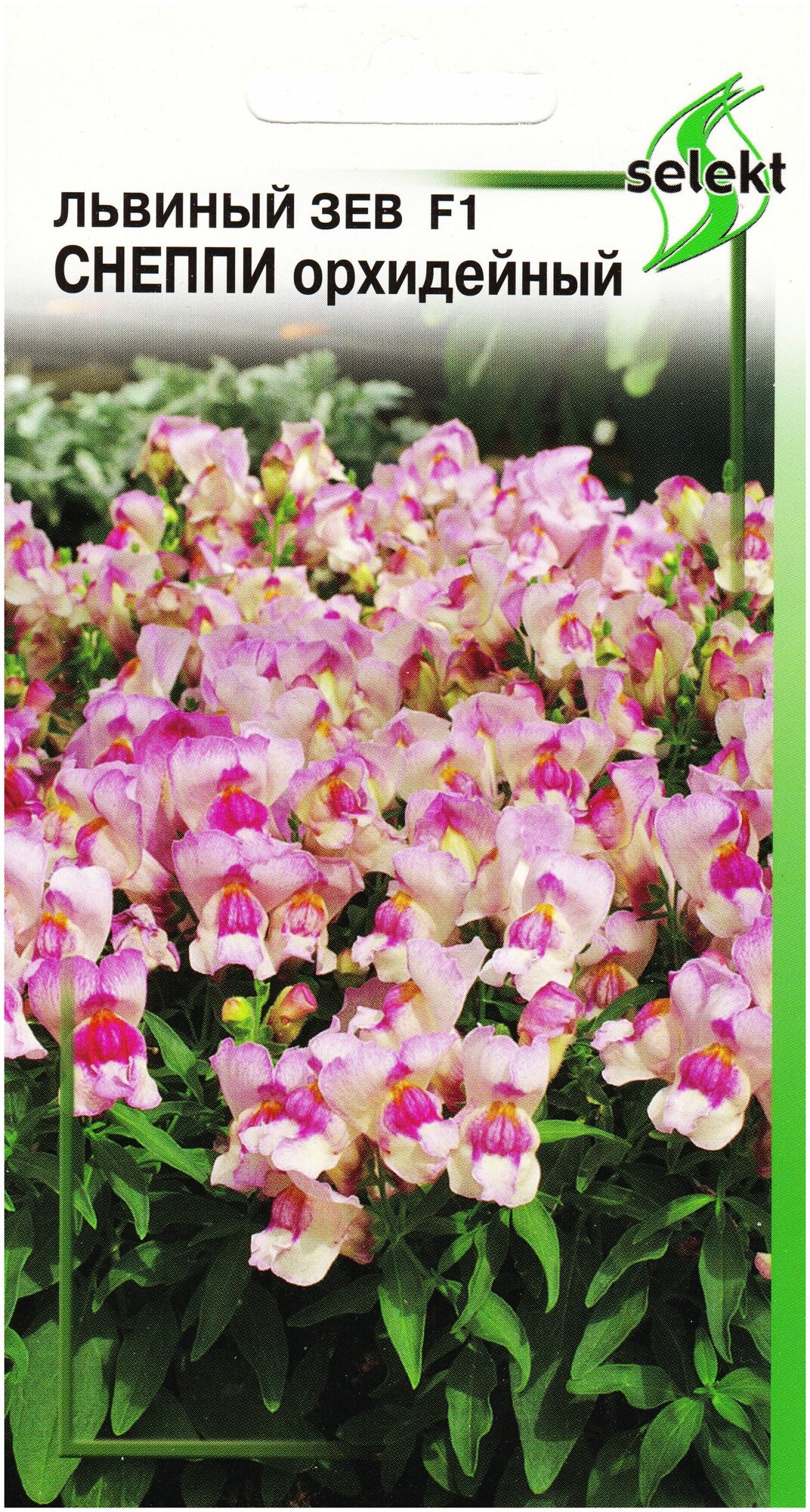фото Львиный Зев Снепи, орхидейный, 15 семян