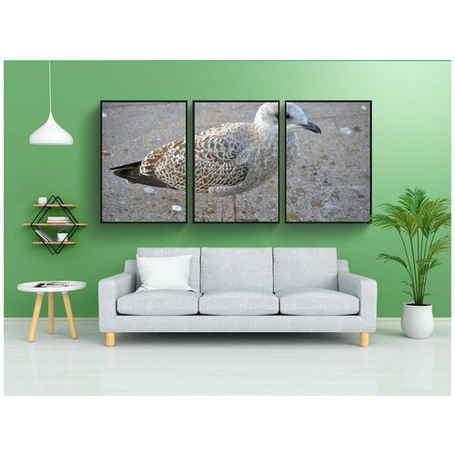 фото Набор модулных постеров для интерьера "молодые чайки, чайка, птица" 60x90 см. в тубусе, без рамки lotsprints