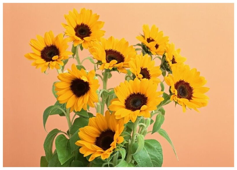 Картинка 9 подсолнухов для продажи квартиры