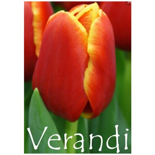 Тюльпан Веранди, 10 луковиц, Голландия