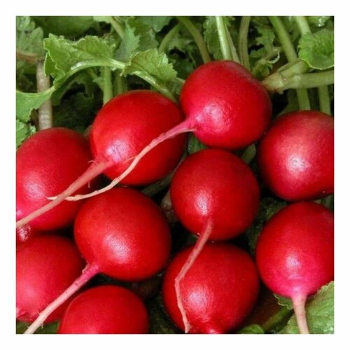 Семена Редиса Жара