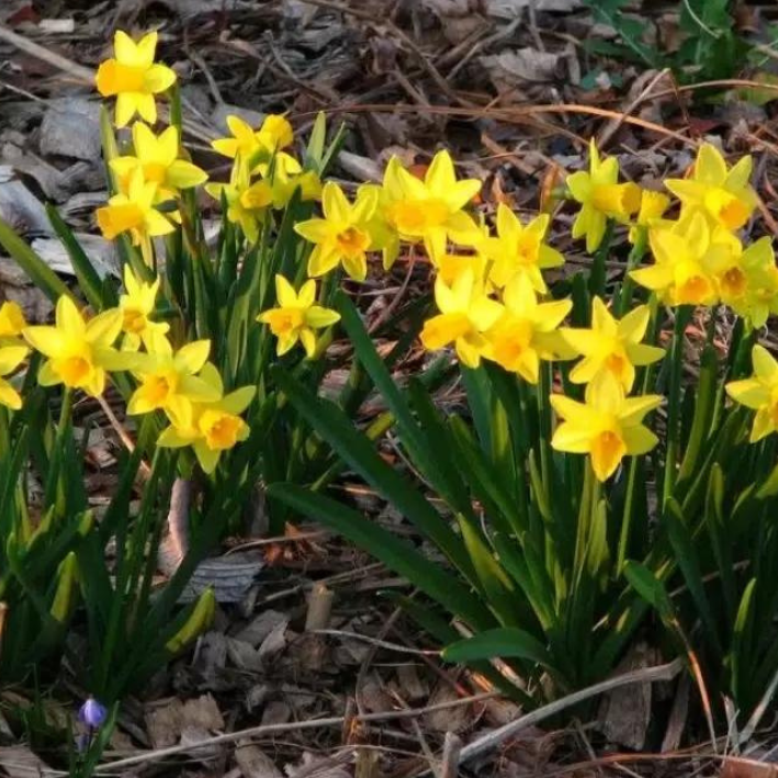 Луковицы Нарцисса TET A TET ( 3 шт )