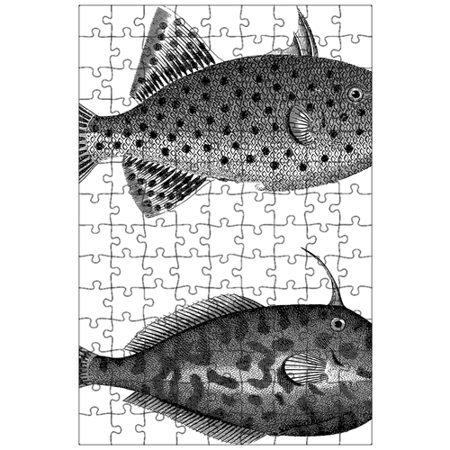 фото Магнитный пазл 27x18см."рыбы, весы, плавники" на холодильник lotsprints