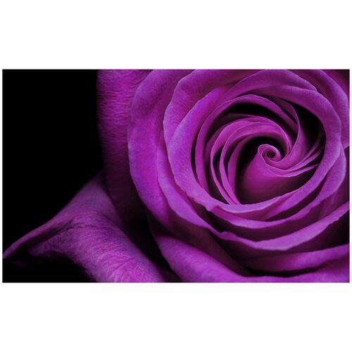 Фотообои Уютная стена Пурпурная роза 440х270 см Бесшовные Премиум (единым полотном)