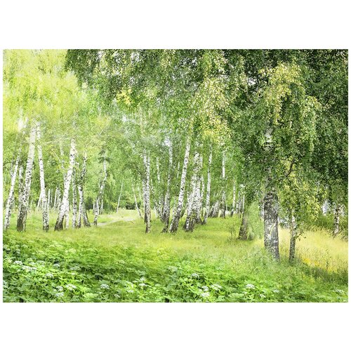 Фотообои Уютная стена Берёзовый лес 370х270 см Виниловые Бесшовные (единым полотном)