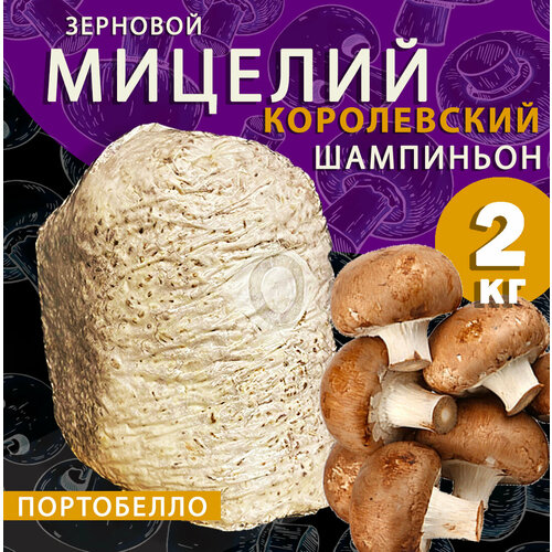 Мицелий шампиньона королевского Портобелло зерновой, семена грибов - 2 кг