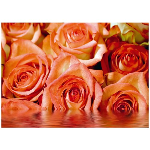 Оранжевые розы у воды - Виниловые фотообои, (211х150 см)