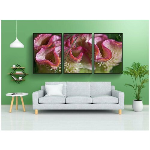 фото Набор модулных постеров для интерьера "цветок, целозия, волнистая целозия" 60x90 см. в тубусе, без рамки lotsprints