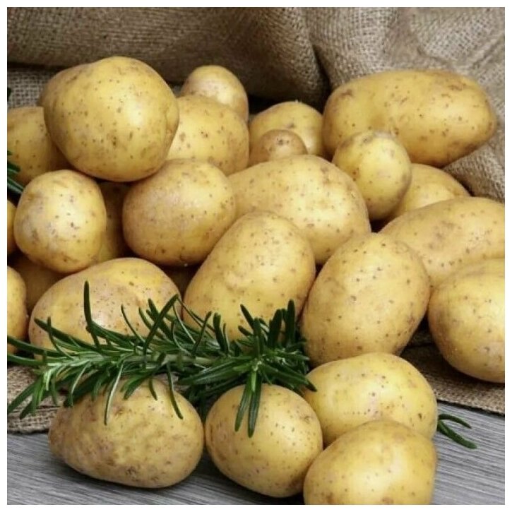 Картофель "Джувел" в сетке 2 кг, с высочайшим потенциалом урожайности до 700 ц/га, репродукция Супер Элита - фотография № 3