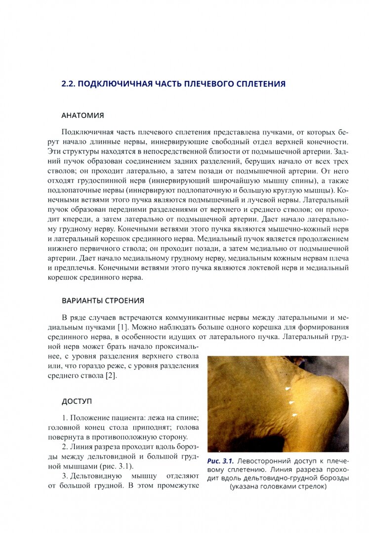 Анатомия спинномозговых нервов и доступы к ним - фото №16