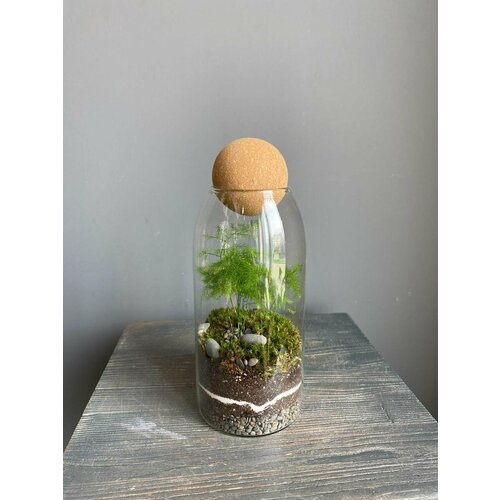 Террариум с аспарагусом