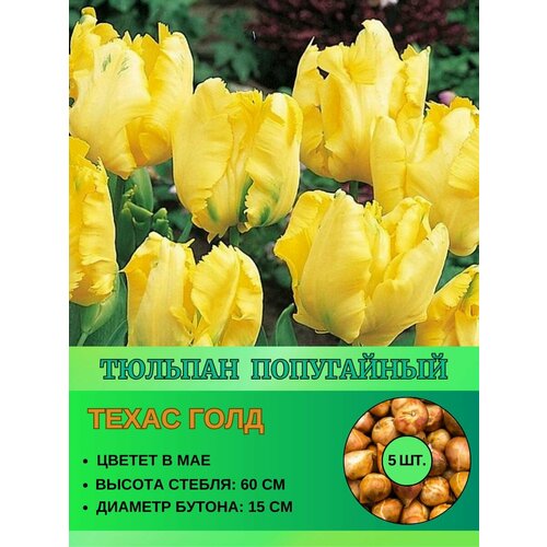 Тюльпан попугайный, луковицы 5 штук
