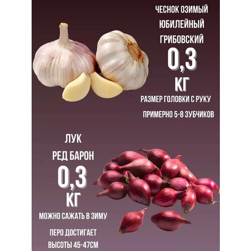 Набор Чеснок Озимый и Лук севок 03кг 450₽
