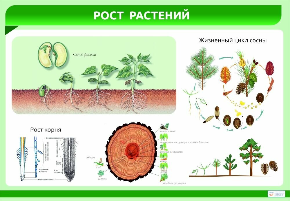 Комплект таблиц Биология. Растение - живой организм