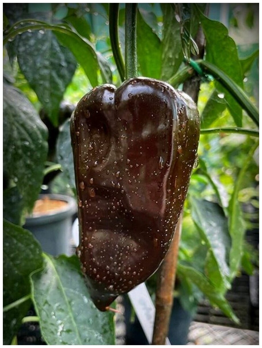 Семена Острый перец Mulato isleno chocolate, 5 штук — купить в интернет-магазине Бамбук Shop - магазин семян на Яндекс Маркете