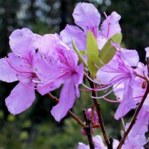 Семена Орешка Рододендрон даурский (лат. Rhododendron dauricum, багульник) 25 шт.