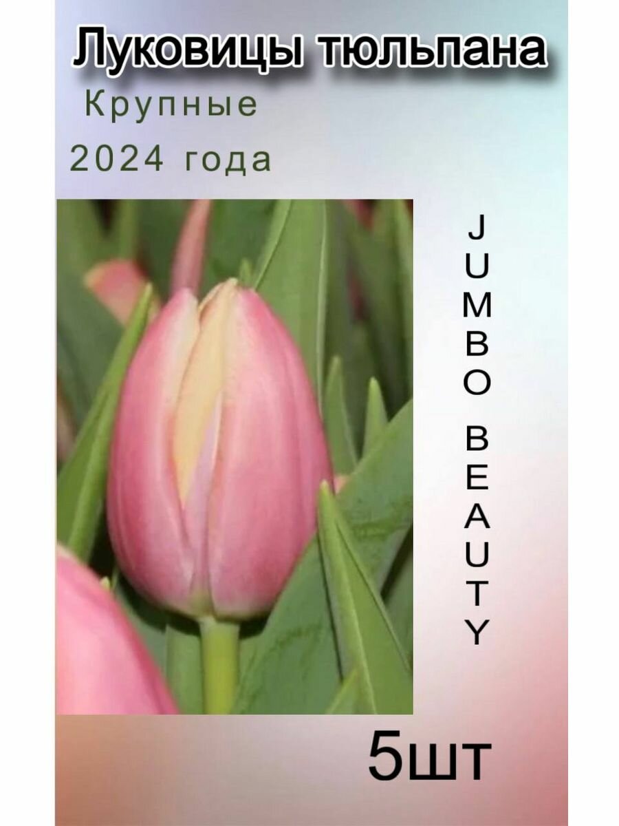 Луковицы Тюльпана Jumbo Beauty ( 5 шт)