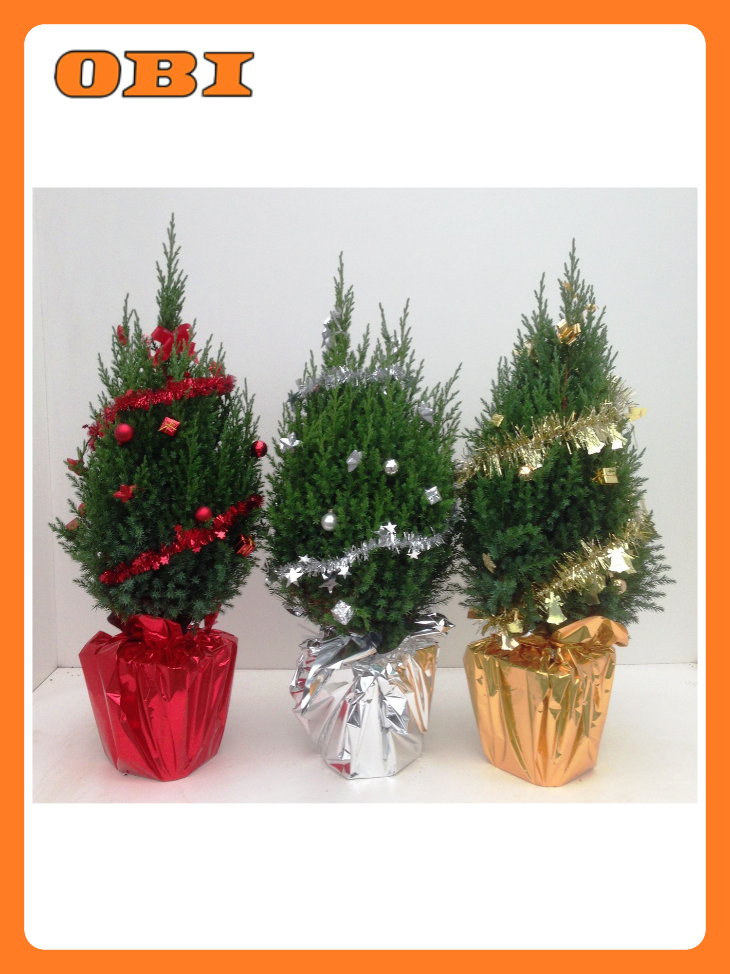 Можжевельник FLORA GROUP "Stricta" карликовый многолетнее хвойное 180 см