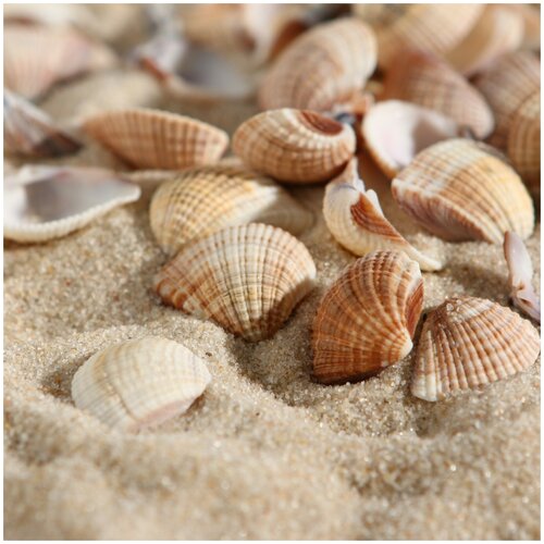 фото Набор ракушек, 1 - 2,5 см, 100 г пижон aqua