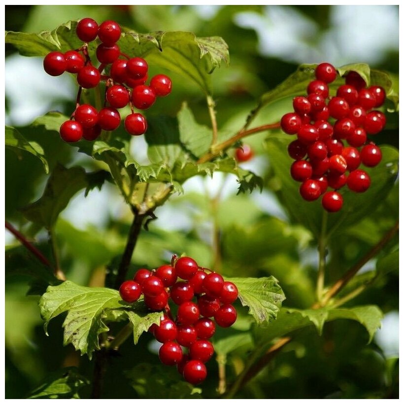 Калина ичанская (лат. Viburnum ichangense) семена 20шт + подарочек