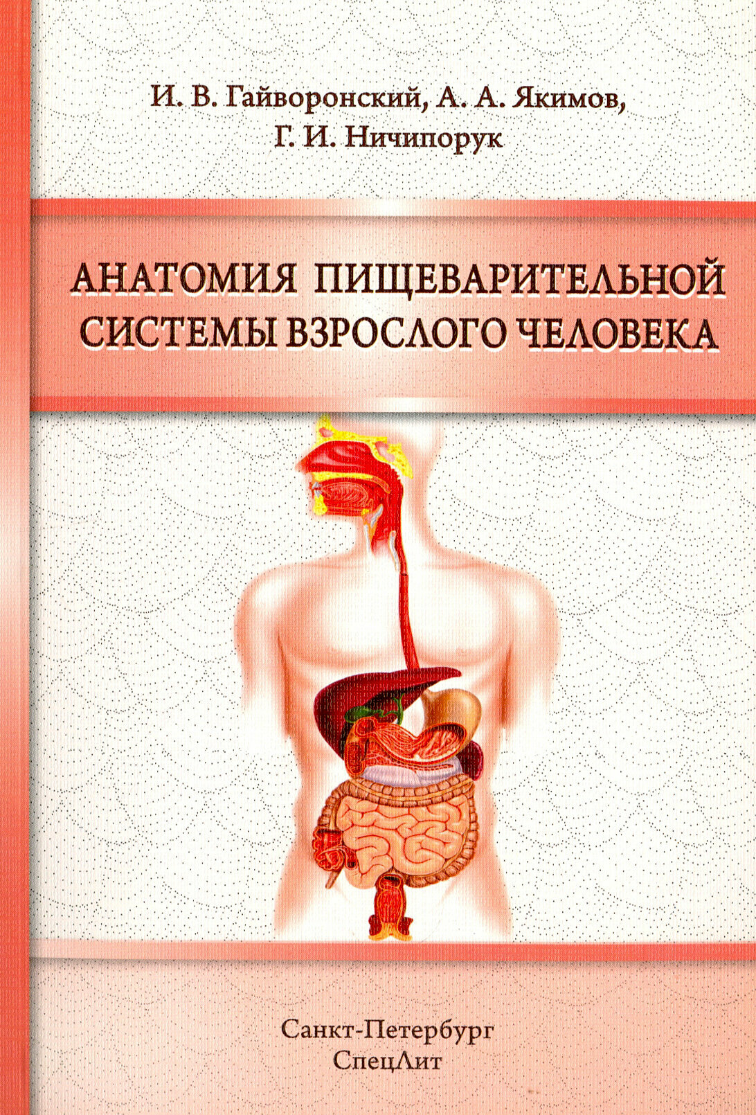 Анатомия пищеварительной системы взрослого человека - фото №2