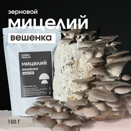 Мицелий вешенки Штамм М5 Семена грибов Грибница 499₽