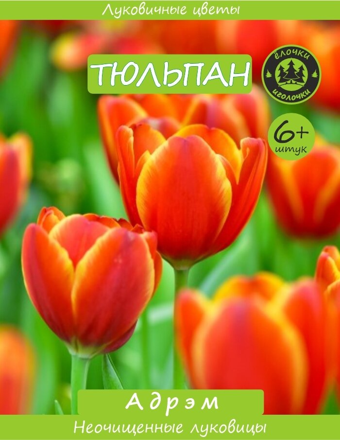 Тюльпан  Луковицы Адрэм 6  шт  Ёлочки иголочки 
