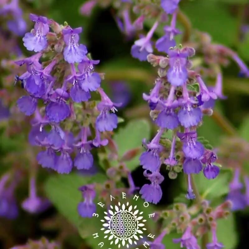 Семена Котовник лимонный (лат. Nepeta cataria var.citridora L.) 50шт от Green Legacy — фото 1