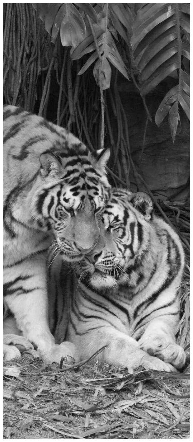 Самоклеящиеся фотообои "Тигры", размер: 90x210 см, эффект: черно-белый, отраженный - фотография № 2