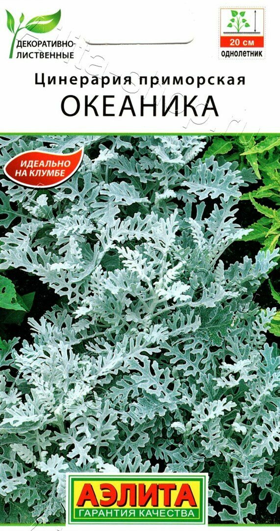 Цинерария Океаника (Аэлита)
