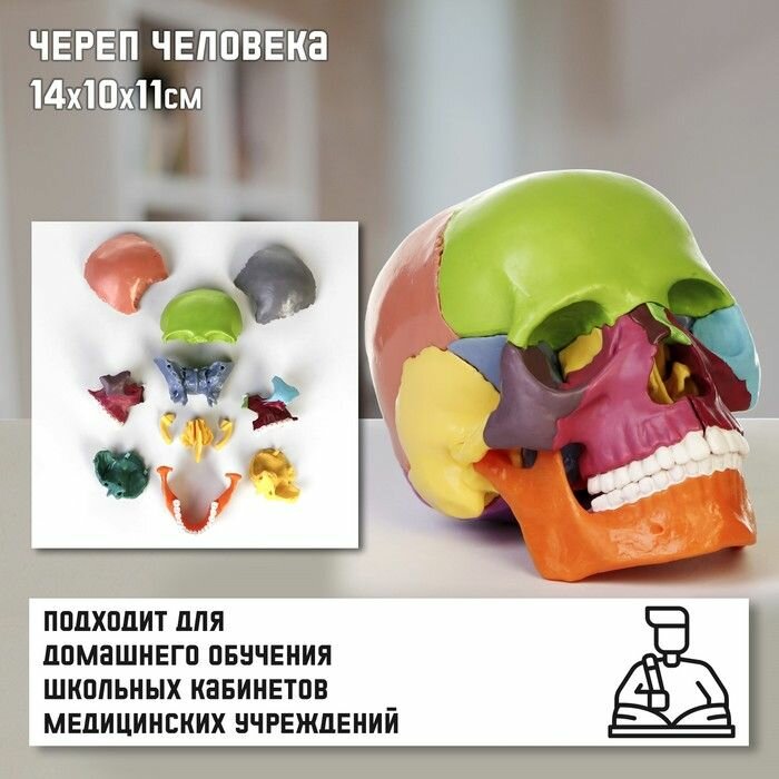 Макет "Череп человека" разноцветный разборный, 14х10х11см