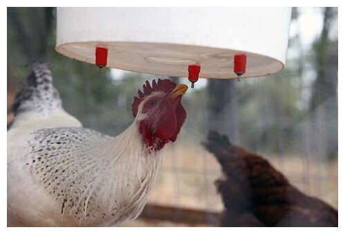 Ниппельные поилки 20штна 360 градусов для птицы кур суточных цыплят бройлеров курей автопоилка курятника поилка поильник для несушек