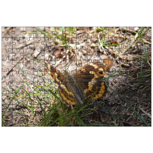 фото Магнитный пазл 27x18см."бабочка, коричневый, крыло" на холодильник lotsprints