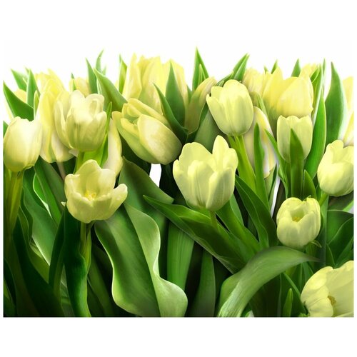 Фреска Уютная стена Прекрасные тюльпаны 320х270 см единым полотном 25940₽